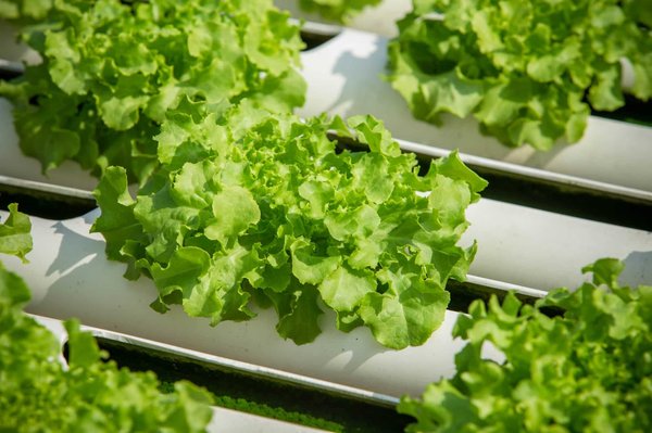 Les avantages écologiques de la culture de la salade en hydroponie