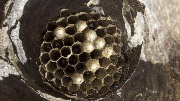 Comment choisir une entreprise de désinsectisation efficace ?