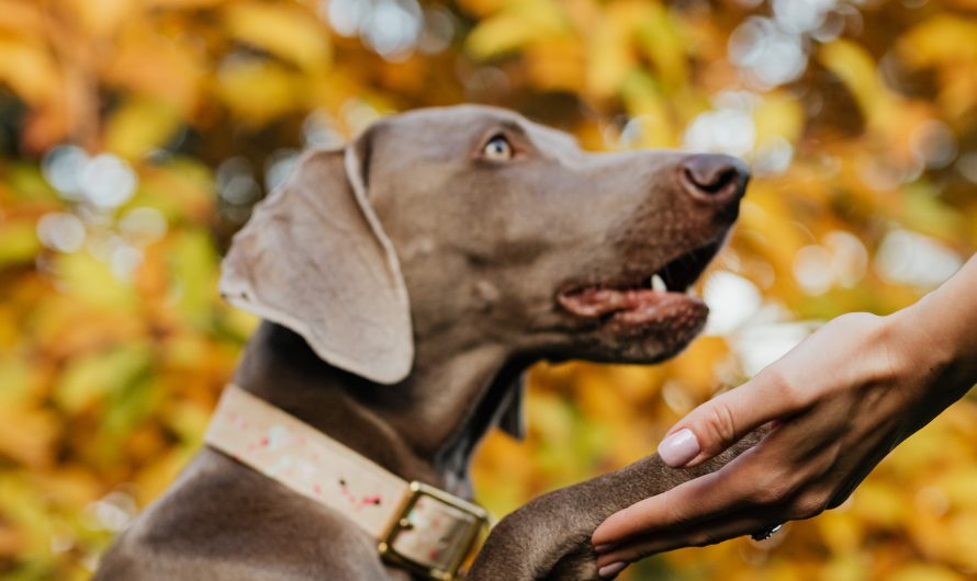 Pourquoi mon chien me lèche la main ?