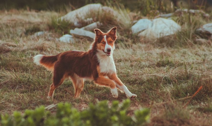 Quel est le chien qui supporte le mieux la solitude ?