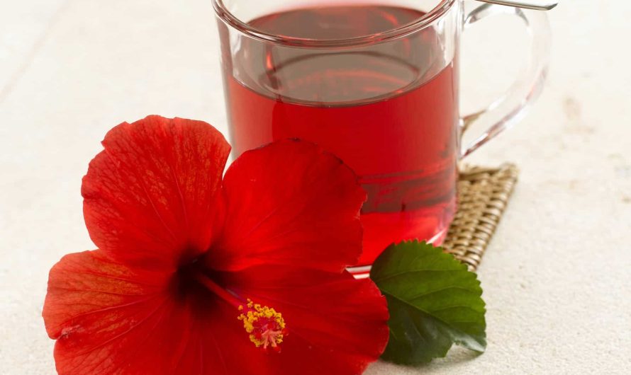Infusions d’hibiscus : Quels bienfaits pour le corps ?