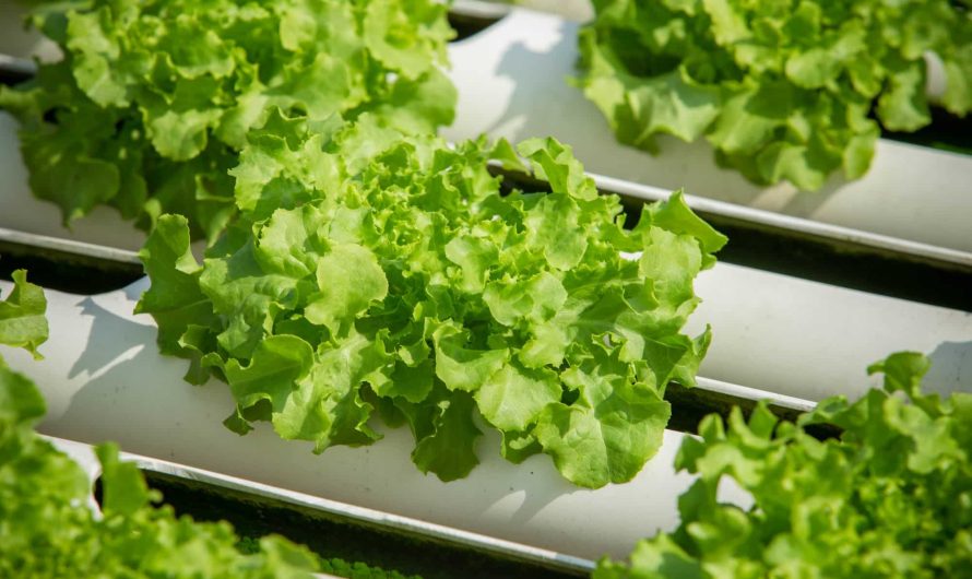 Les avantages écologiques de la culture de la salade en hydroponie